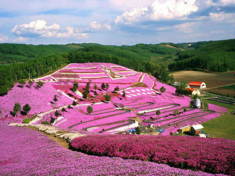 Hokkaido’s Unseen Umami
